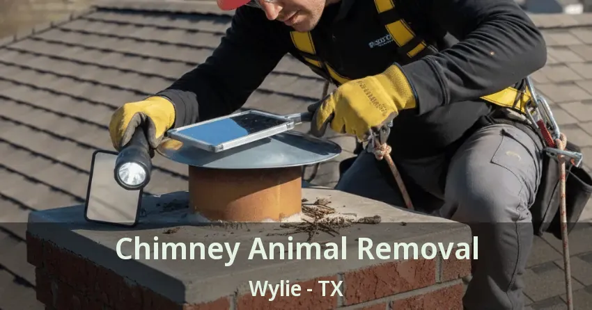 Chimney Animal Removal Wylie - TX